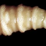 cochliomyia-hominivorax